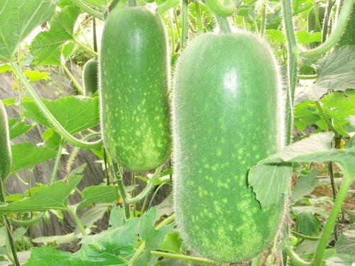 91吃瓜每日大赛,揭秘娱乐圈幕后风云，年度精彩瞬间大盘点